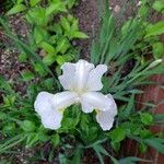 Iris orientalis Blüte