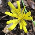 Hieracium glaucinum Flower