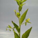 Ludwigia hyssopifolia Levél