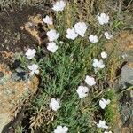 Dianthus gyspergerae Altul/Alta