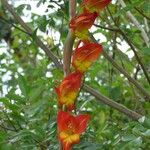 Gladiolus dalenii Blomst