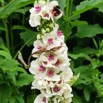 Verbascum chaixii Fiore