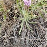 Liatris punctata Ліст