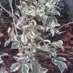 Halimodendron halodendron Hàbitat