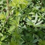 Potentilla valderia Likasa