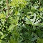 Potentilla valderia Leaf