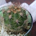 Matucana oreodoxa 葉