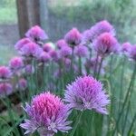 Allium schoenoprasumFlor