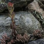 Rhodiola rhodantha Hábito