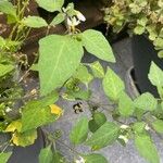 Solanum nigrum Leaf