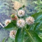 Cephalanthus occidentalisKvet