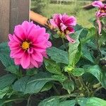 Dahlia pinnataFlower