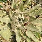 Verbascum pulverulentum ഇല