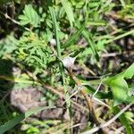 Vachellia drepanolobium Fulla