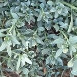 Heliotropium curassavicumLeaf