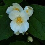 Philadelphus inodorus Blomst