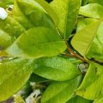 Trachelospermum jasminoides Ліст