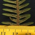 Gleichenia bifida Other