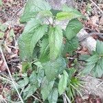 Eupatorium serotinum 整株植物