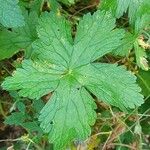 Geranium versicolor List