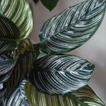 Calathea sanderiana Hoja