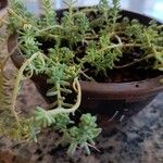 Sedum diffusum Hoja