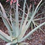 Aloe divaricata Blatt