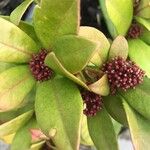 Skimmia japonicaLapas