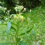 Senecio cacaliaster फूल