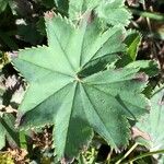 Alchemilla xanthochlora Лист