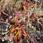 Rhododendron aureum Hoja