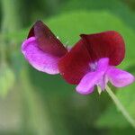 Lathyrus hirsutus Fula
