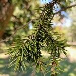 Juniperus drupacea Hostoa