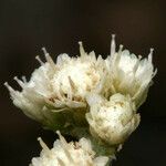 Antennaria rosea 花