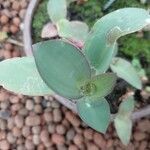 Tradescantia brevifolia Blatt