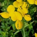 Lotus corniculatusFlower