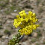 Alyssum cuneifolium Kvet