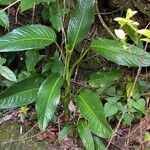 Dieffenbachia longispatha Агульны выгляд