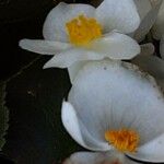Begonia minor Flor