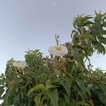 Ipomoea arborescens Flower