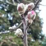 Prunus amygdalus Цветок