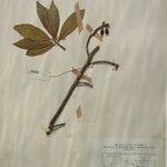 Dodecadenia grandiflora Diğer