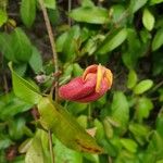 Bignonia capreolata Blomma