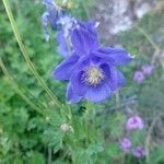 Aquilegia lucensis