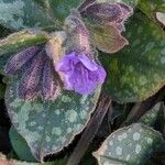 Pulmonaria officinalis Flower