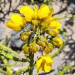 Senna crassiramea Flor