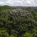 Dipteryx oleifera Hábitos