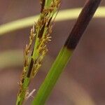 Tetraria comosa ফুল