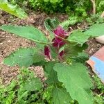 Chenopodium giganteumFolha