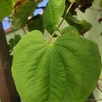 Dioscorea villosa Blatt